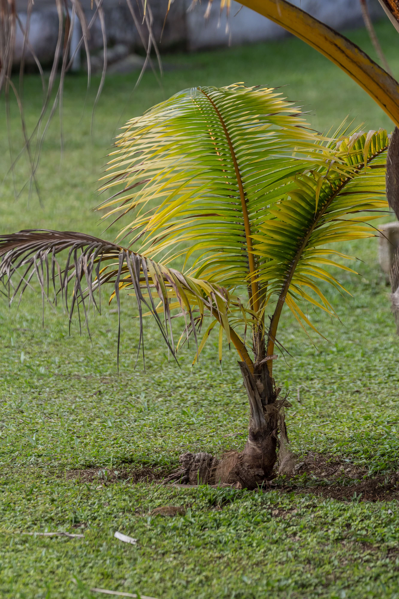 coconut palms 156 — Descargar