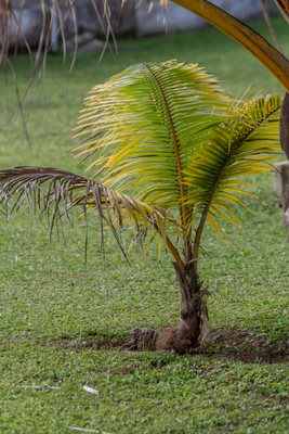 coconut palms 156 — descargar