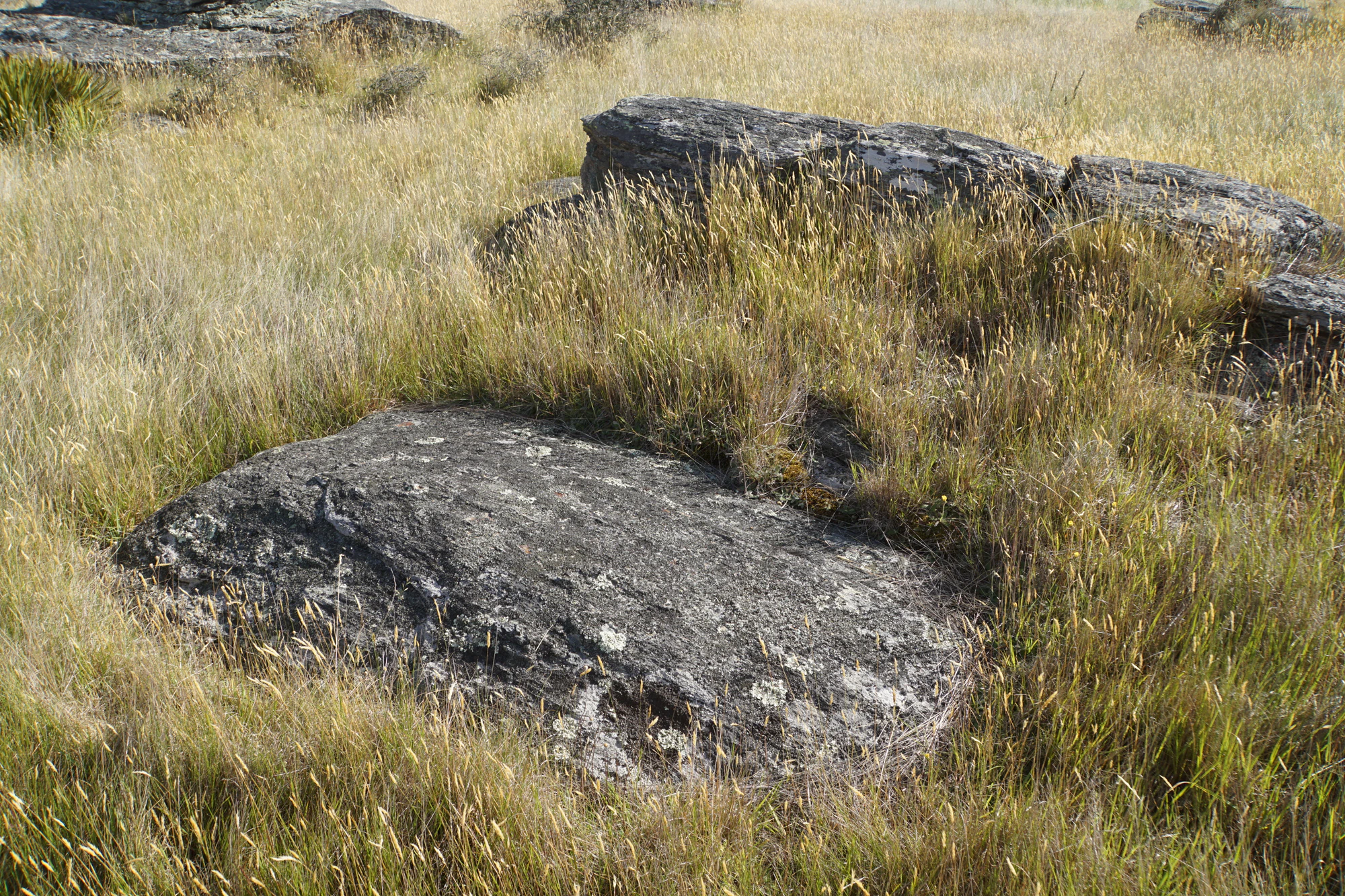 dry field rocks 023 — Скачать
