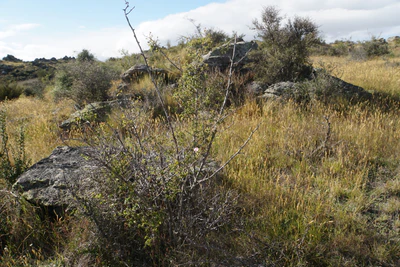 dry field rocks 038 — Скачать