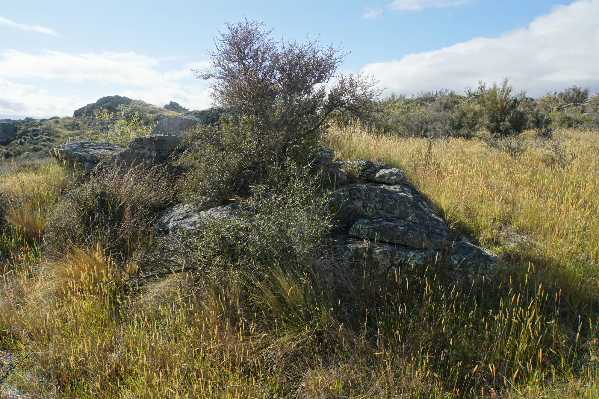 dry field rocks 039 — Descargar