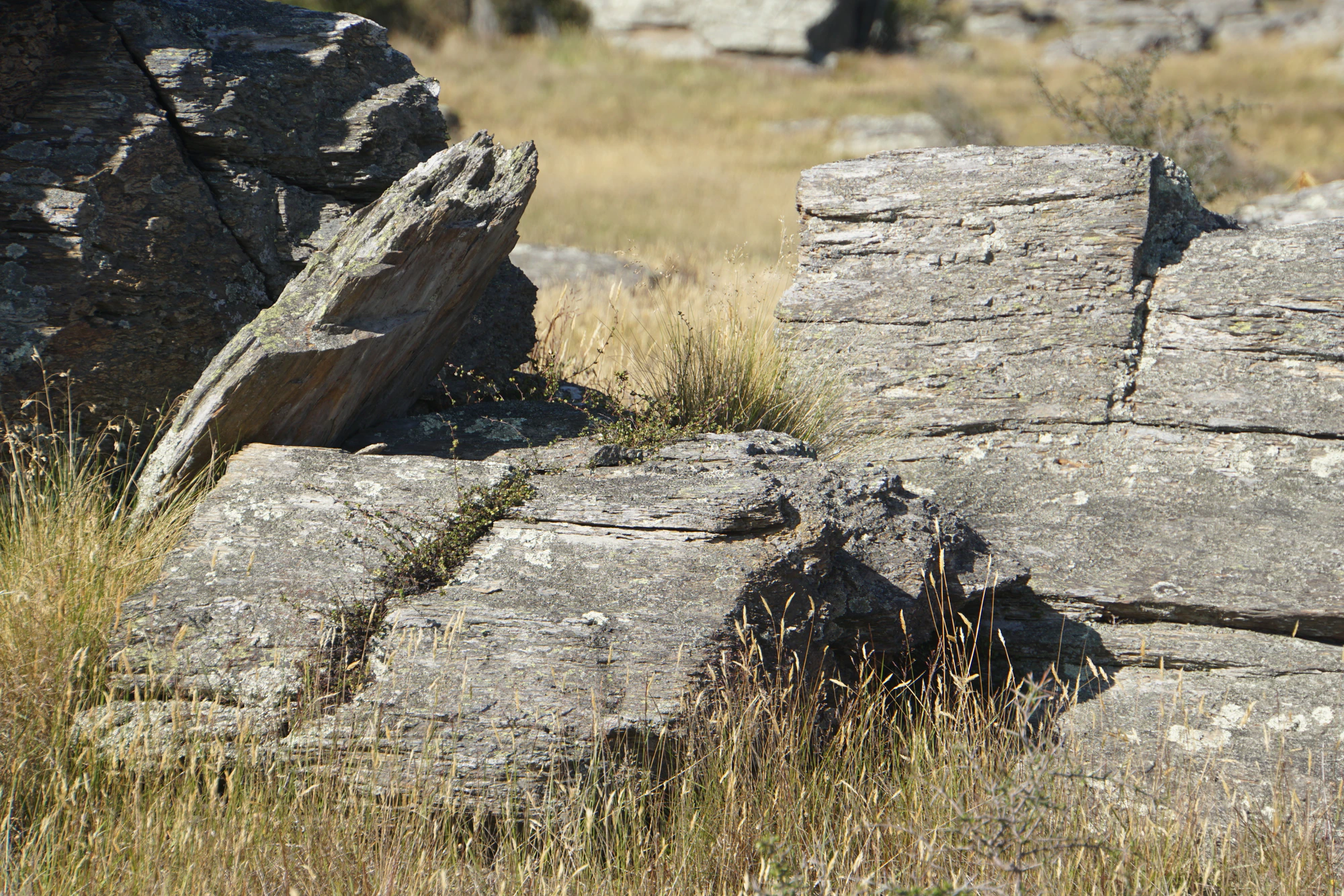 dry field rocks 066 — Descargar