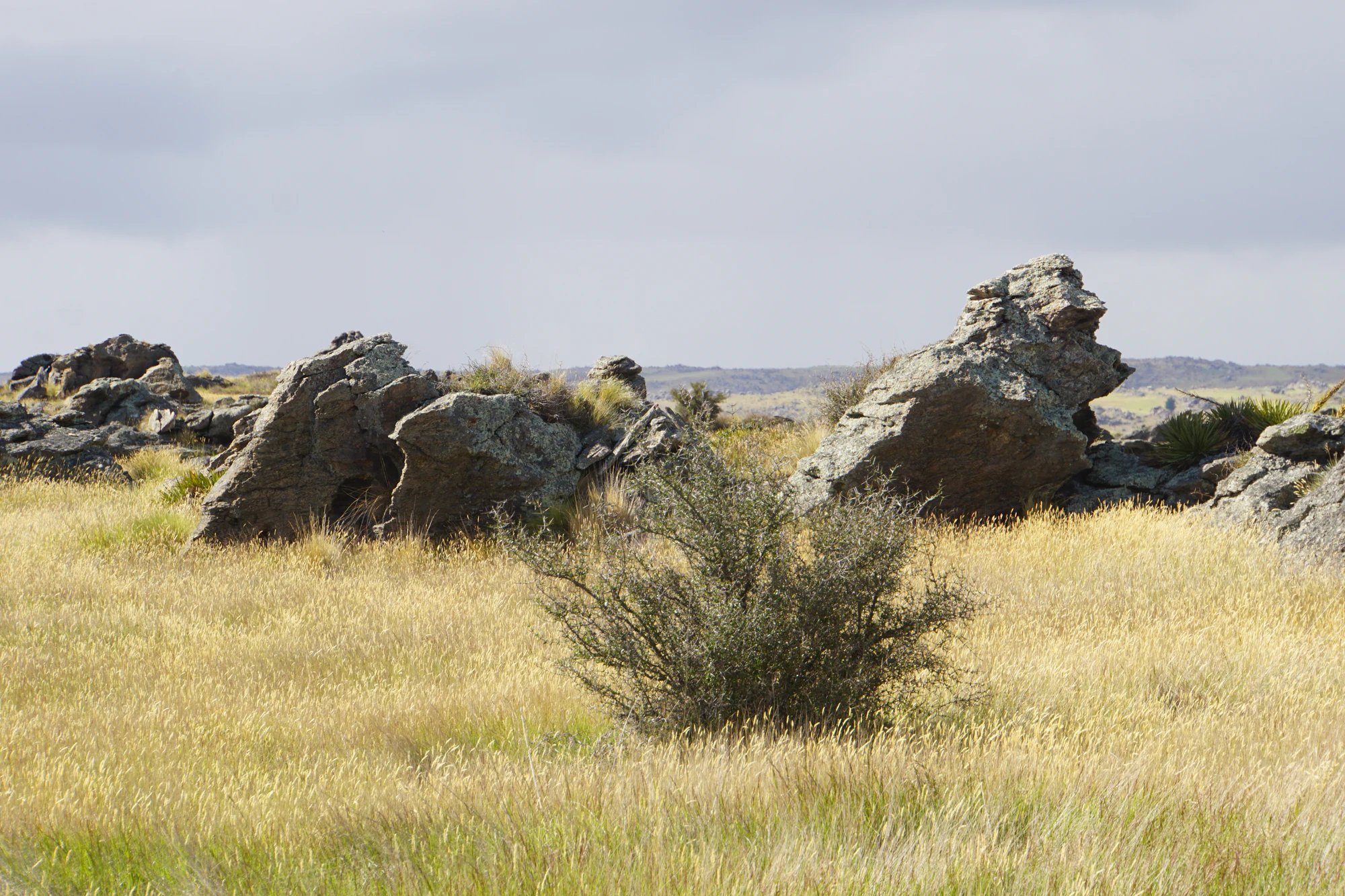 dry field rocks 082 — Скачать