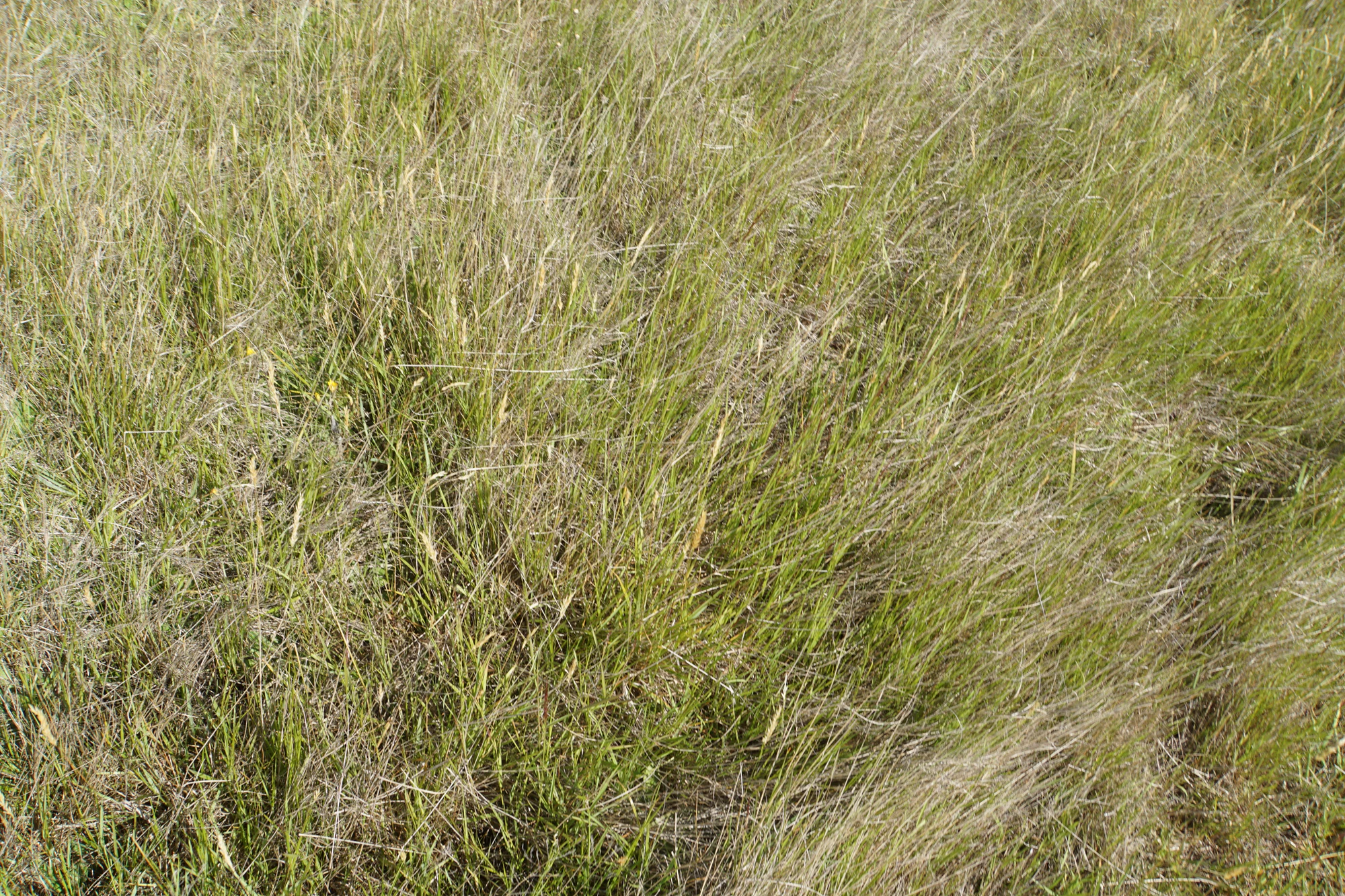 dry field rocks 090 — Download