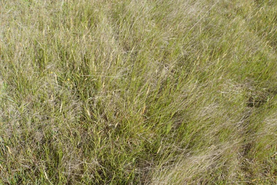 dry field rocks 090 — Download