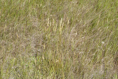 dry field rocks 091 — Скачать