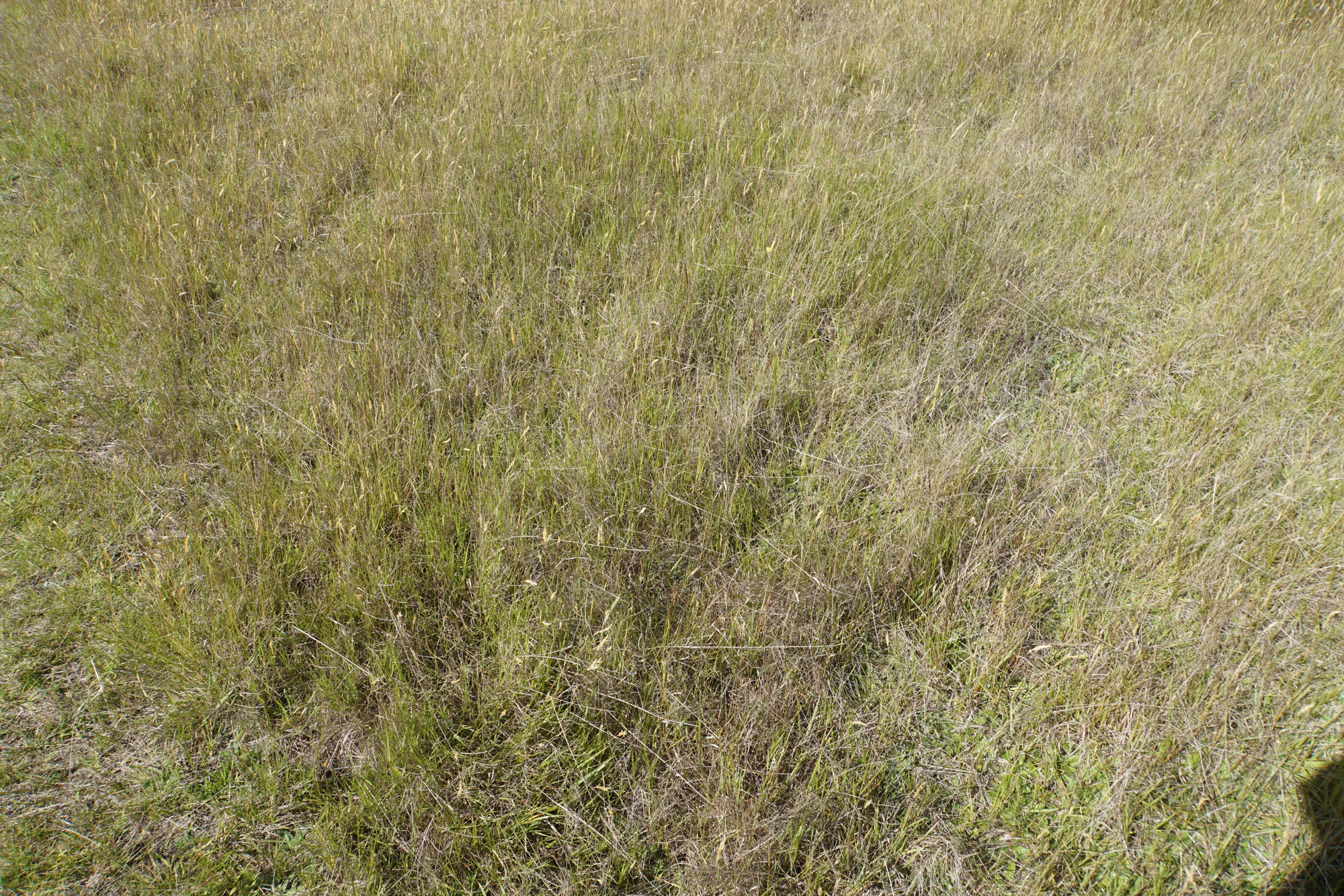 dry field rocks 095 — Descargar