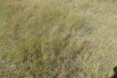 dry field rocks 095 — Descargar