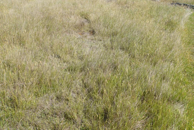 dry field rocks 096 — Descargar