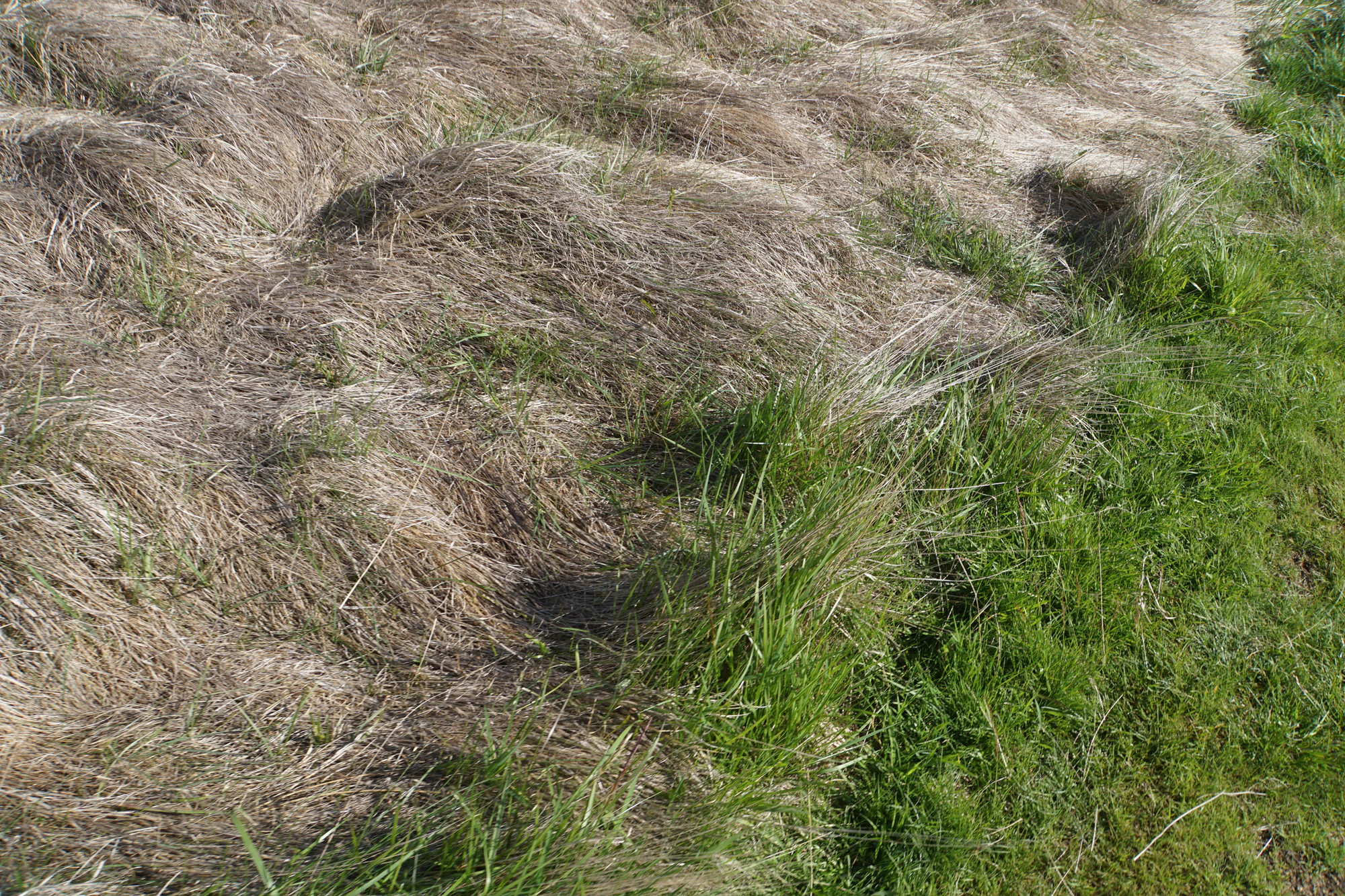 dry field rocks 101 — Descargar