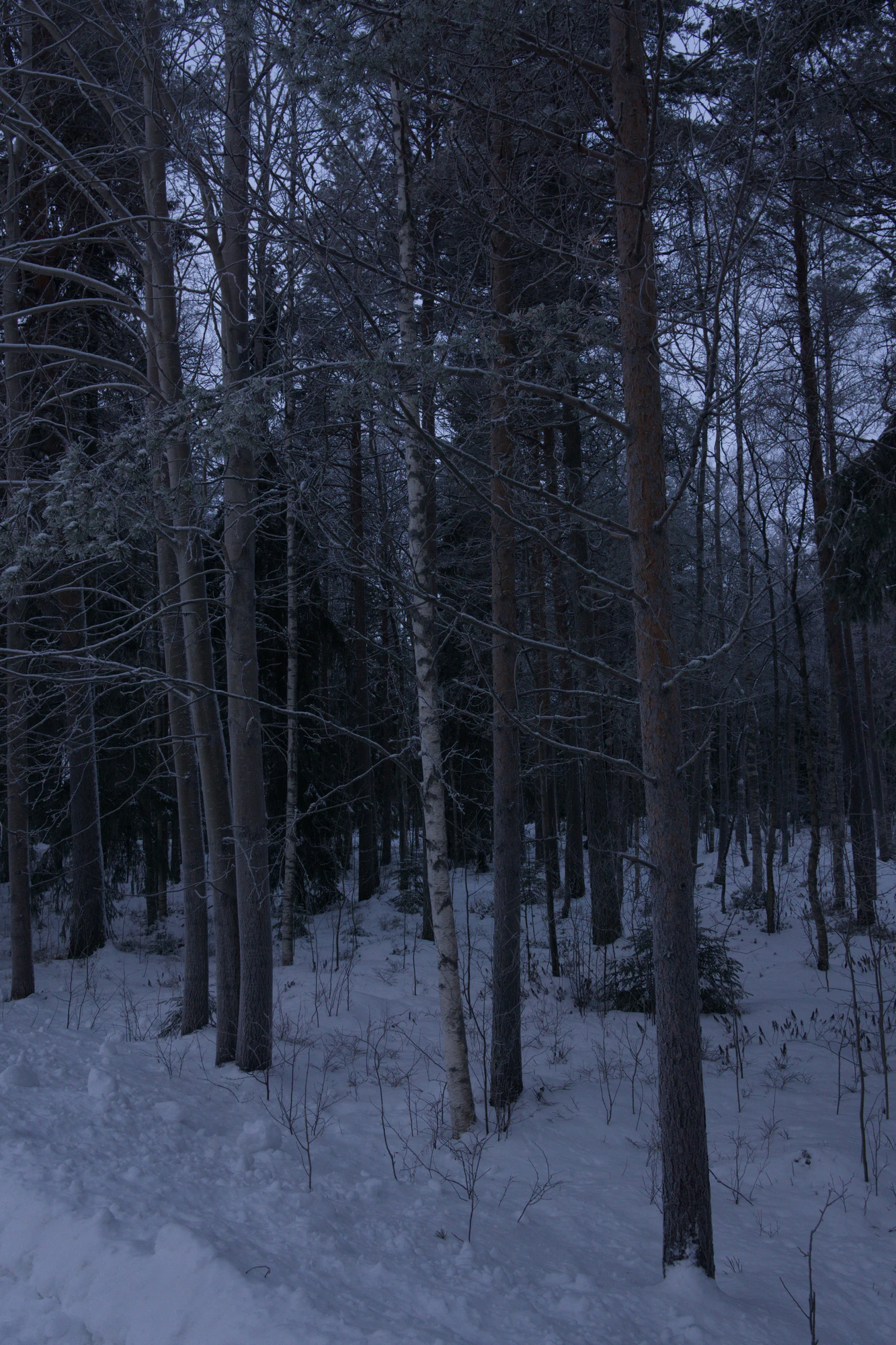 frosty trees 001 — Скачать