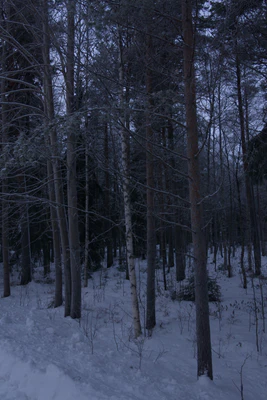 frosty trees 001 — Скачать