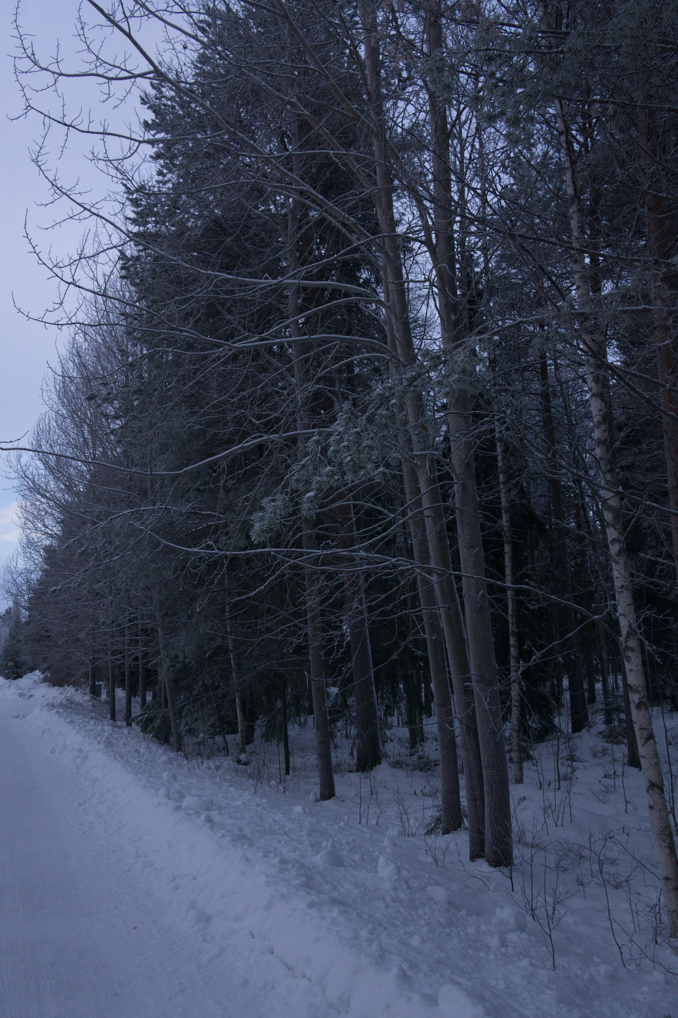 frosty trees 002 — Descargar