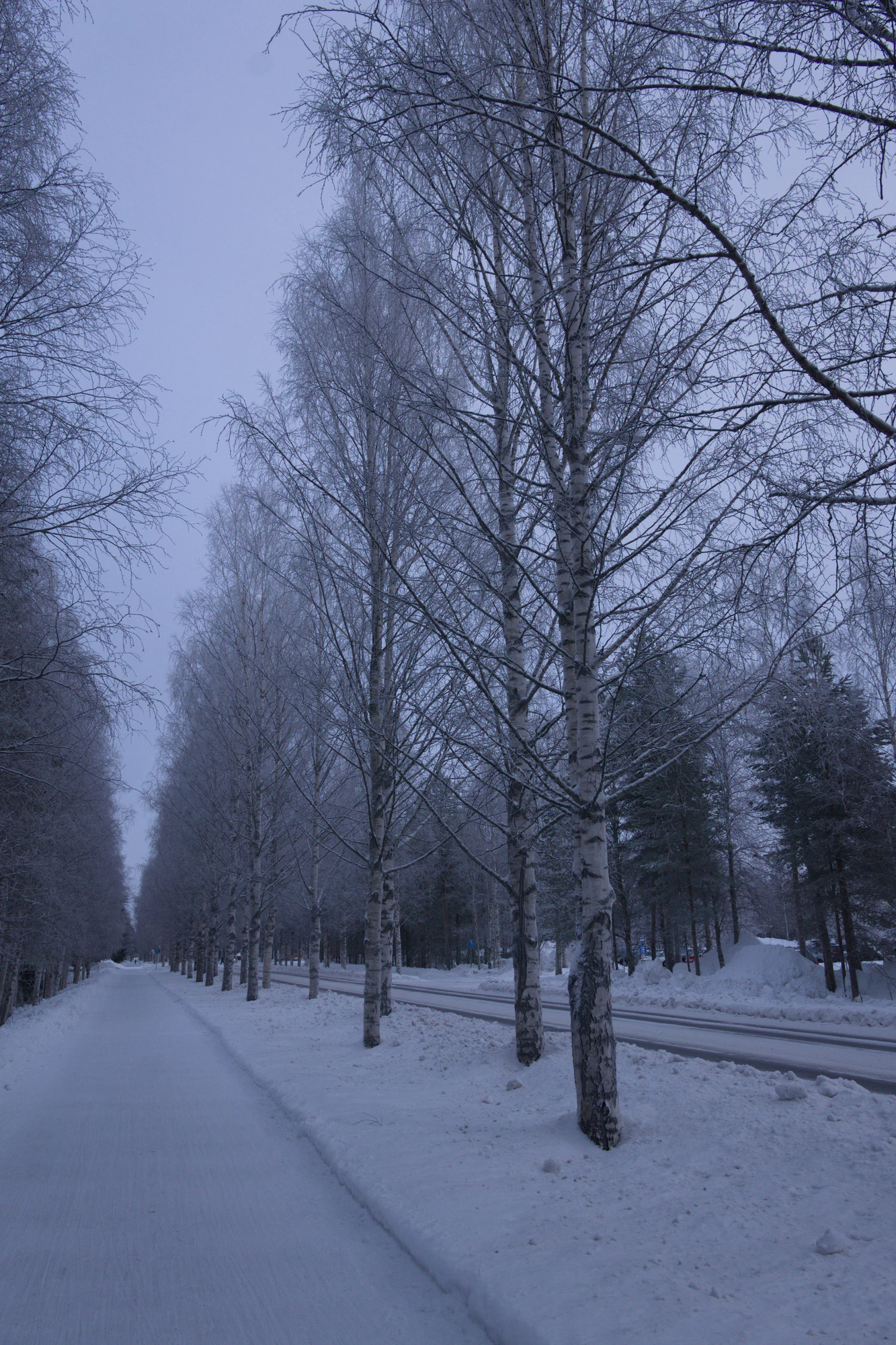 frosty trees 003 — Скачать