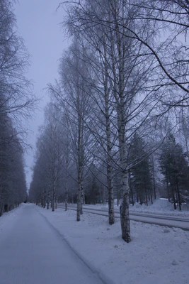 frosty trees 003 — Скачать