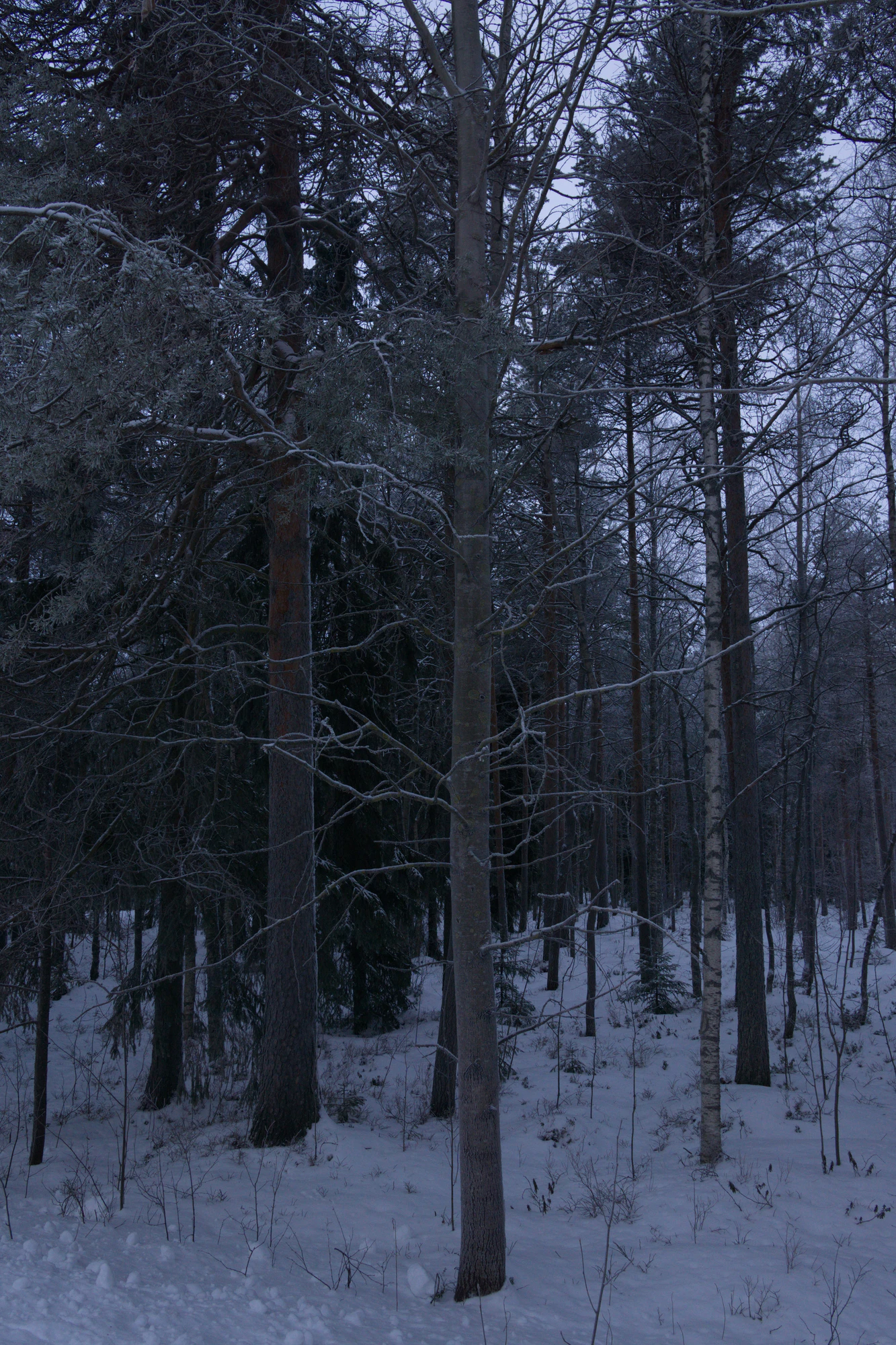 frosty trees 004 — Скачать