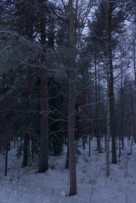 frosty trees 004 — Скачать