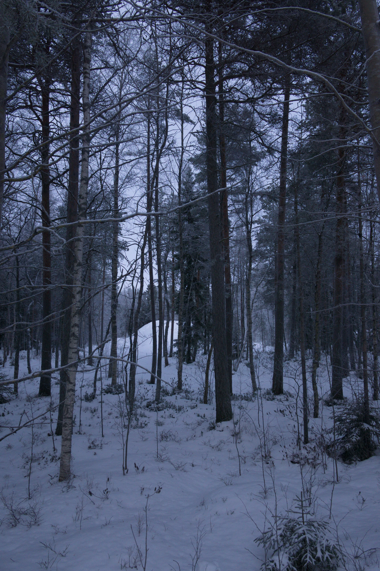 frosty trees 005 — Скачать