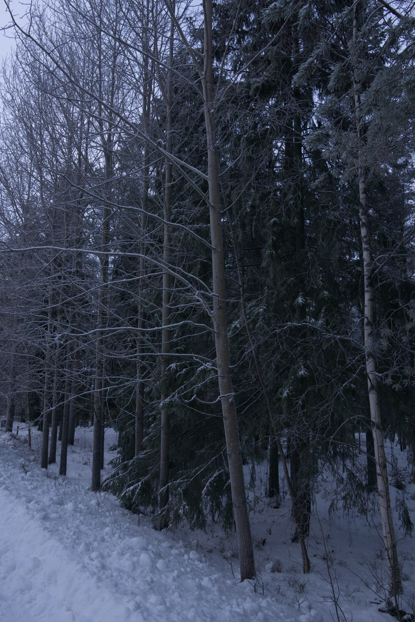 frosty trees 006 — Скачать