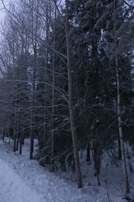 frosty trees 006 — Скачать