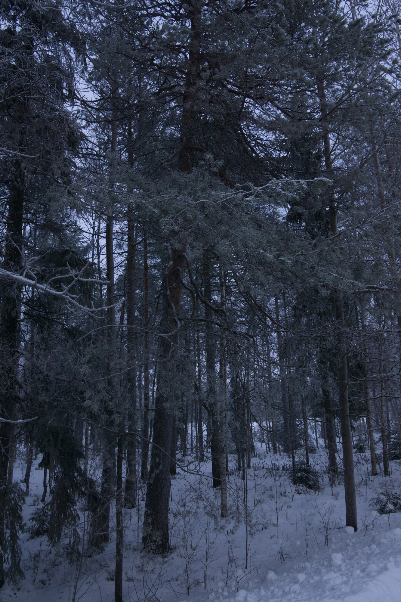 frosty trees 007 — Descargar