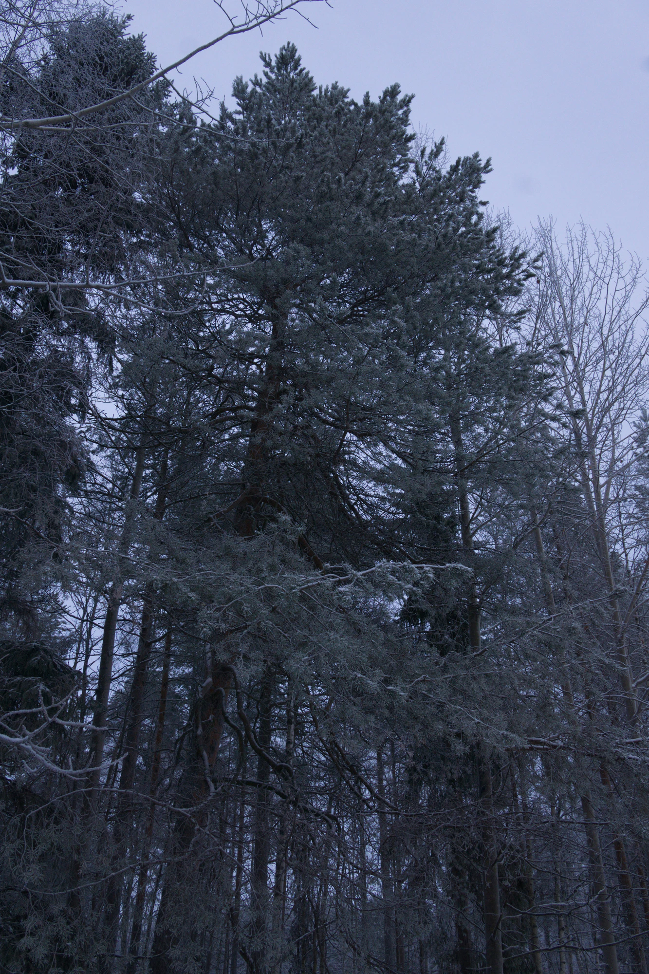 frosty trees 008 — Скачать