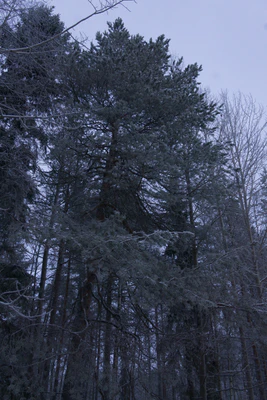 frosty trees 008 — Скачать