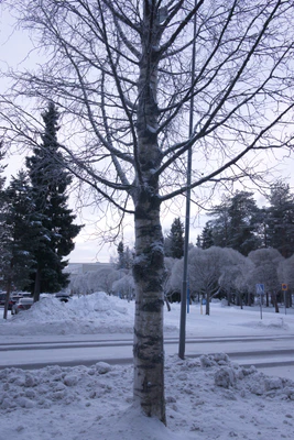 frosty trees 009 — Descargar