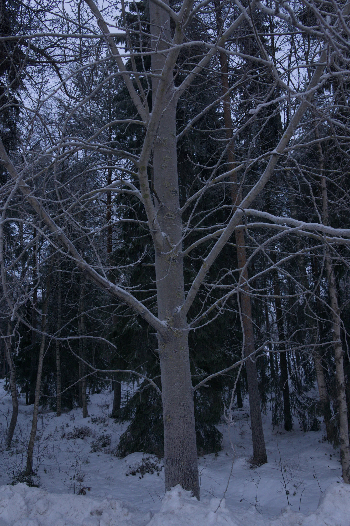 frosty trees 010 — Descargar