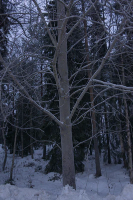 frosty trees 010 — Descargar