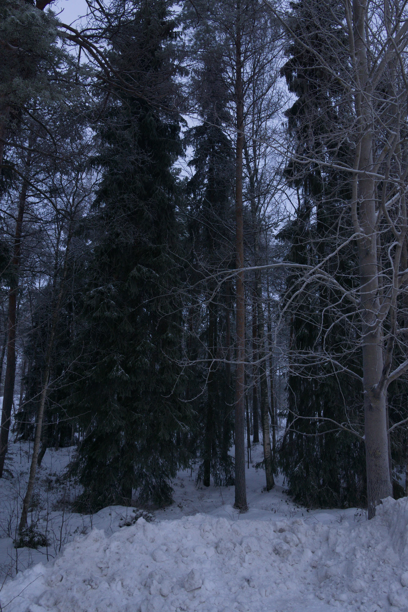 frosty trees 011 — Descargar