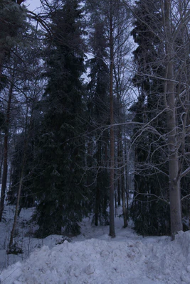 frosty trees 011 — Descargar