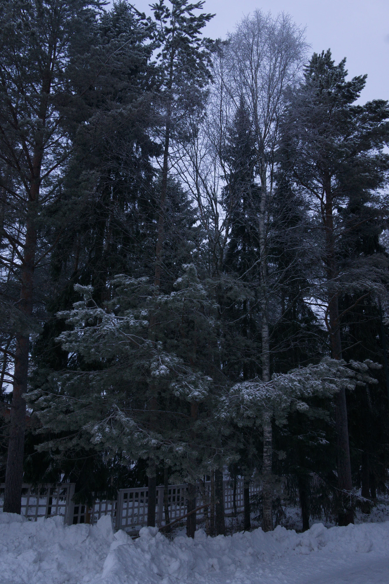 frosty trees 012 — Descargar
