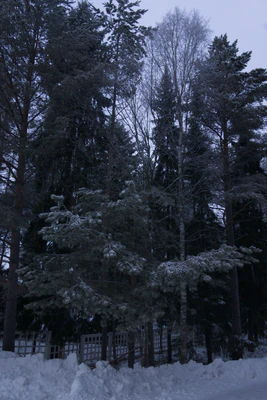 frosty trees 012 — Descargar