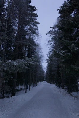 frosty trees 013 — Descargar