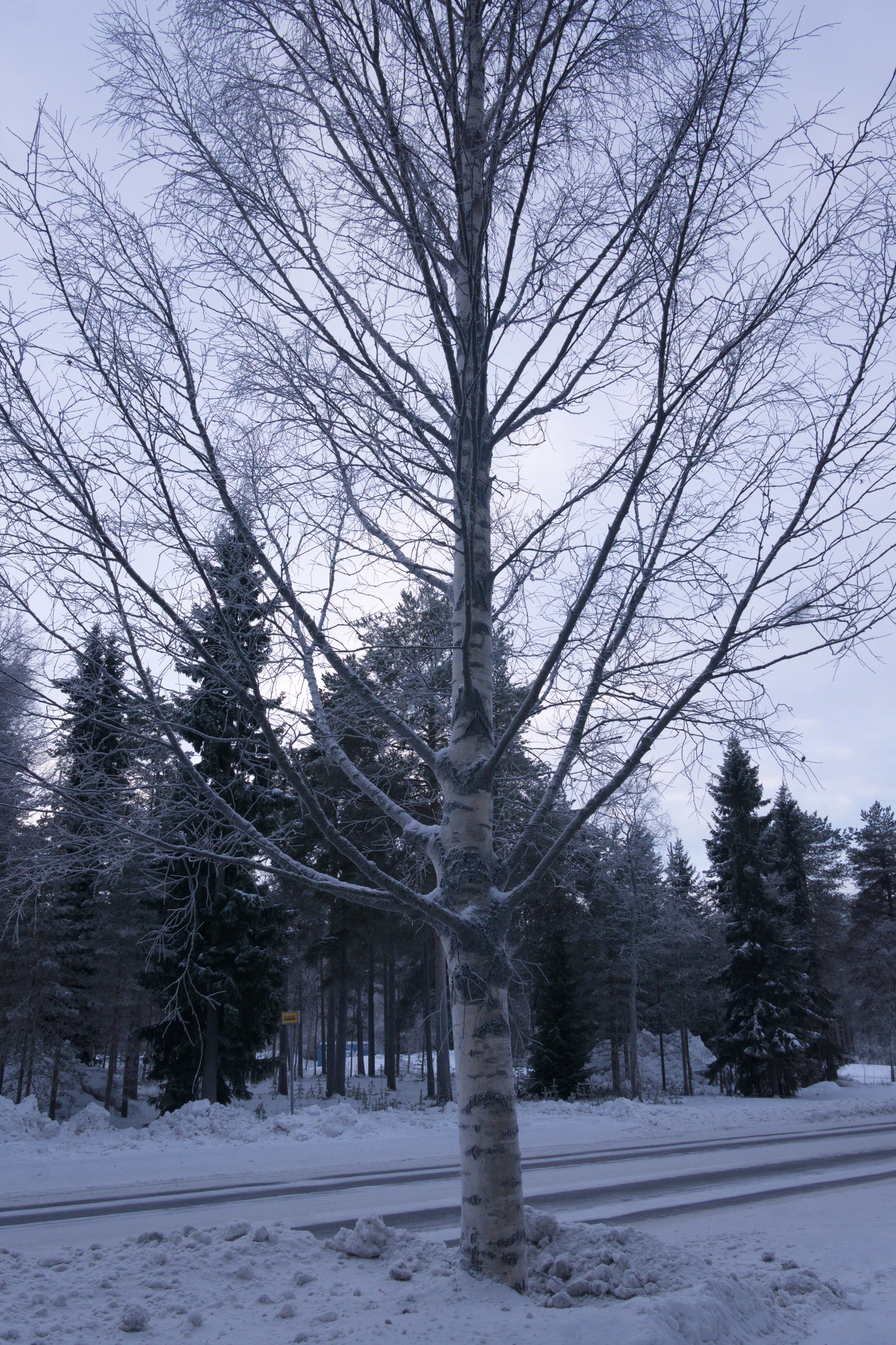 frosty trees 014 — Descargar