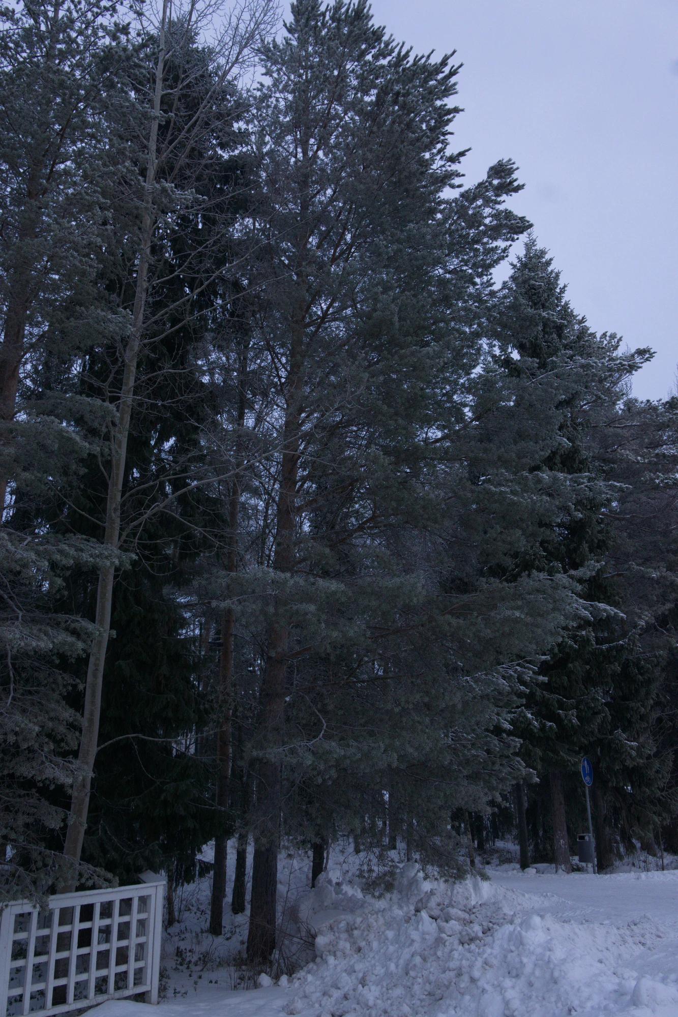 frosty trees 015 — Скачать