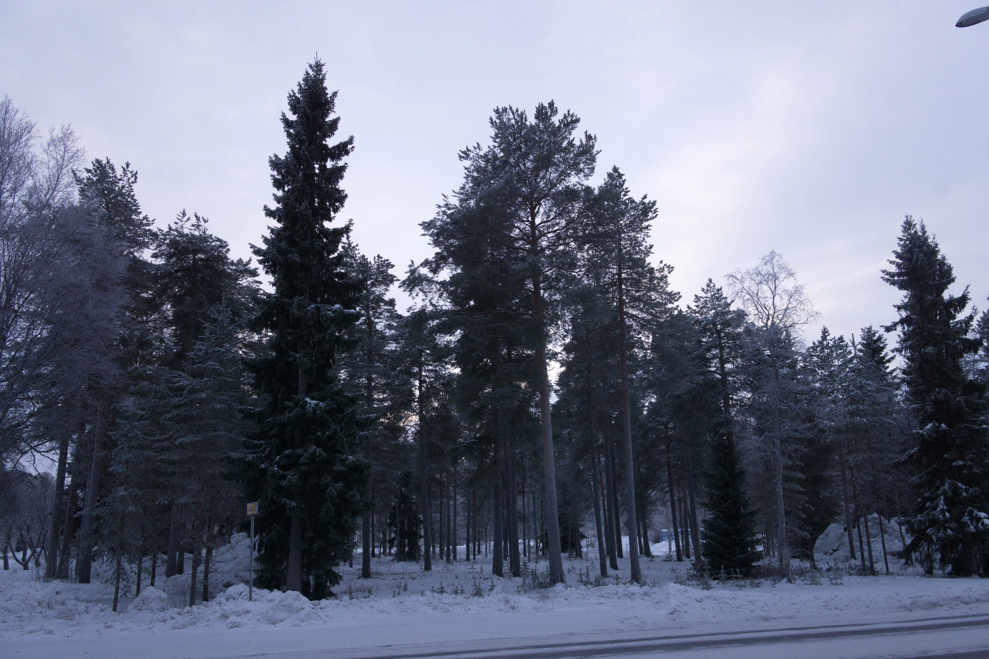 frosty trees 016 — Descargar