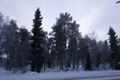 frosty trees 016 — Descargar