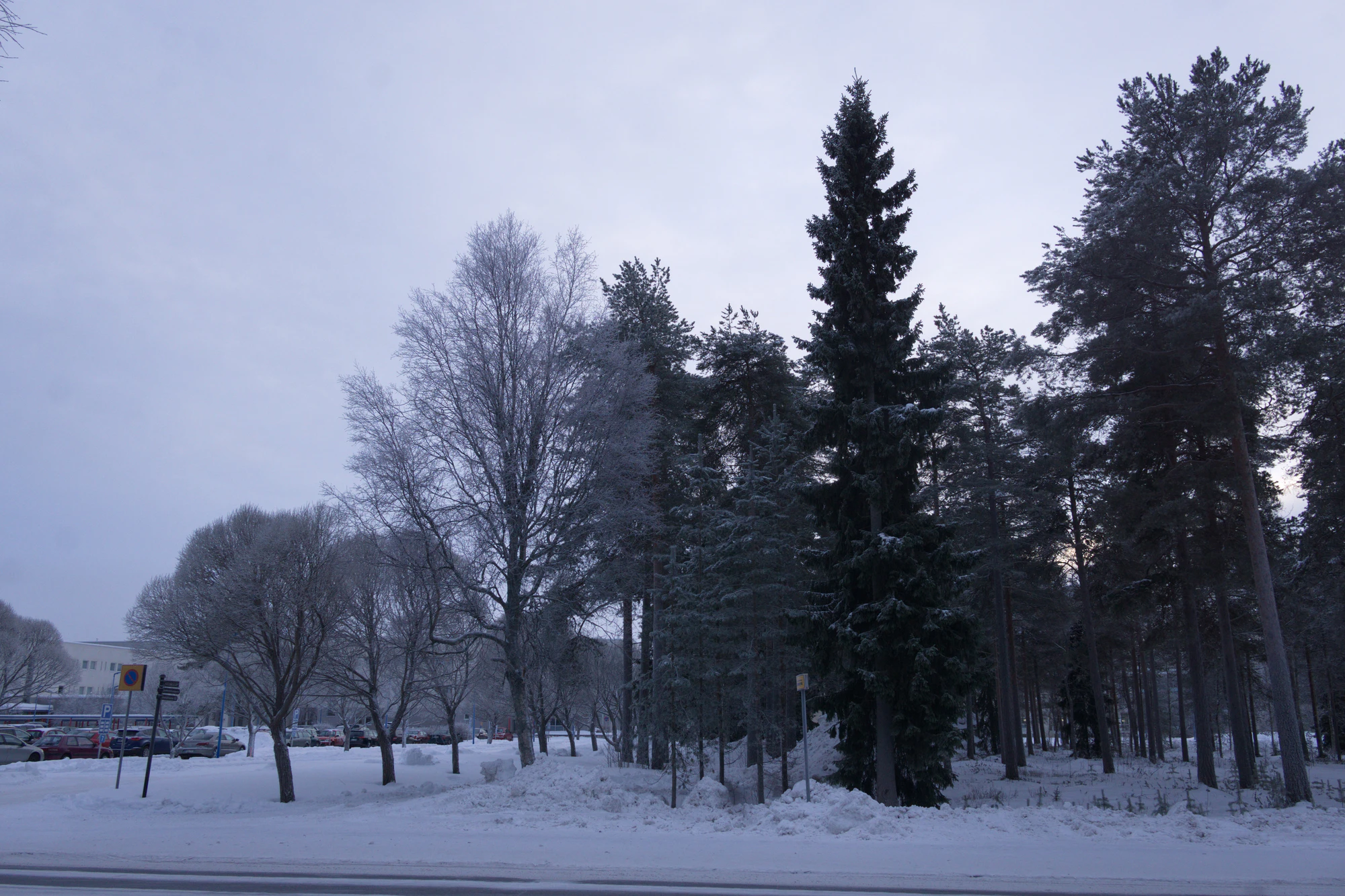 frosty trees 017 — Скачать
