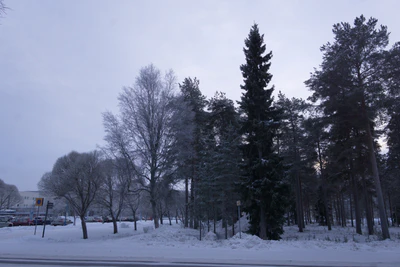 frosty trees 017 — Скачать