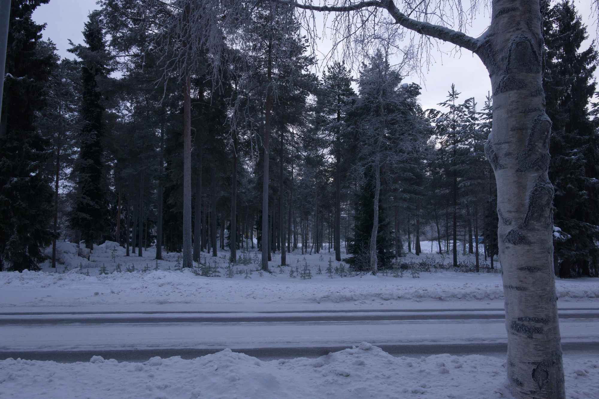 frosty trees 018 — Скачать