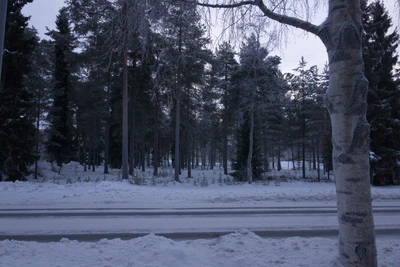 frosty trees 018 — Скачать