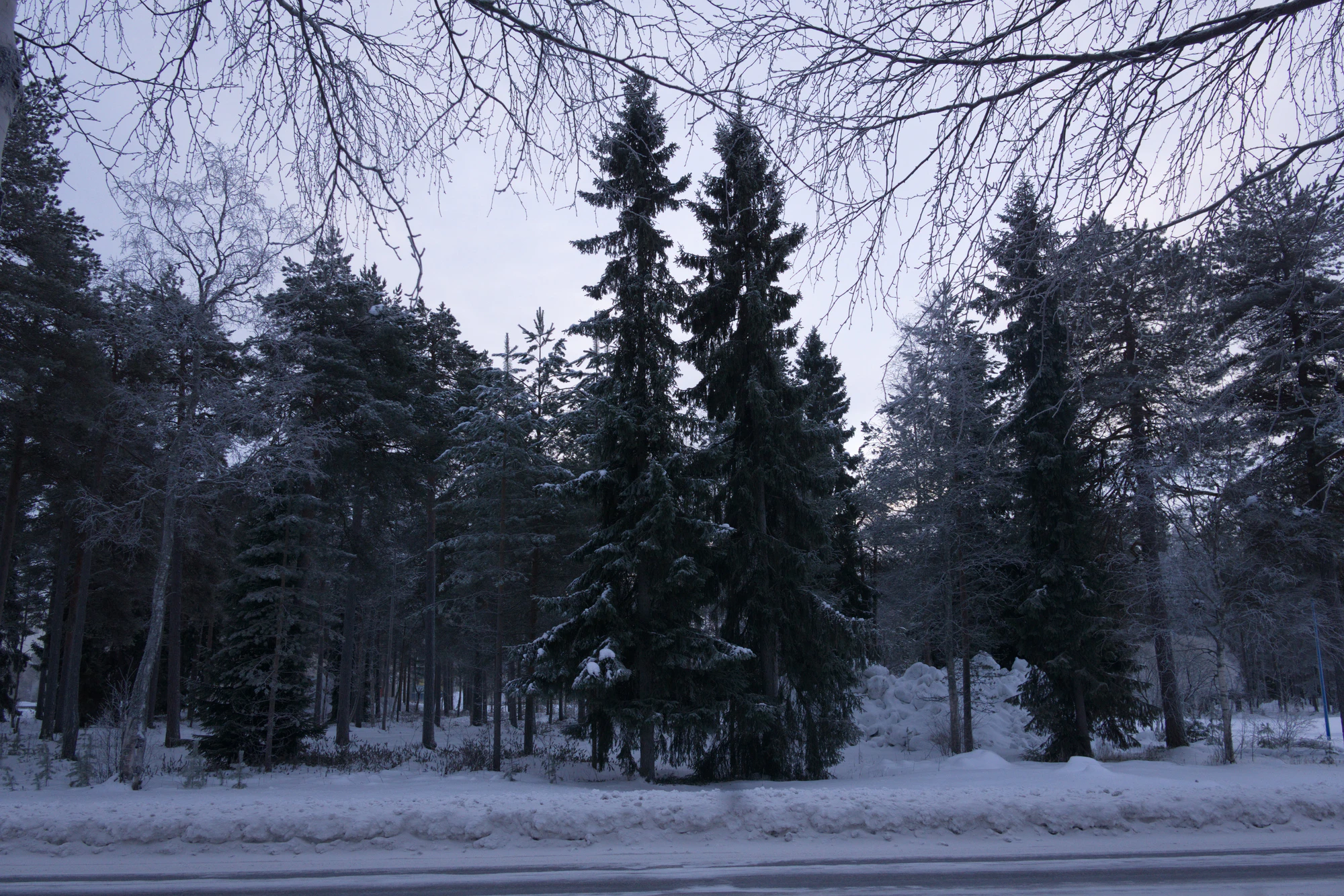 frosty trees 019 — Descargar
