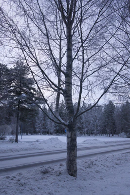 frosty trees 020 — Descargar