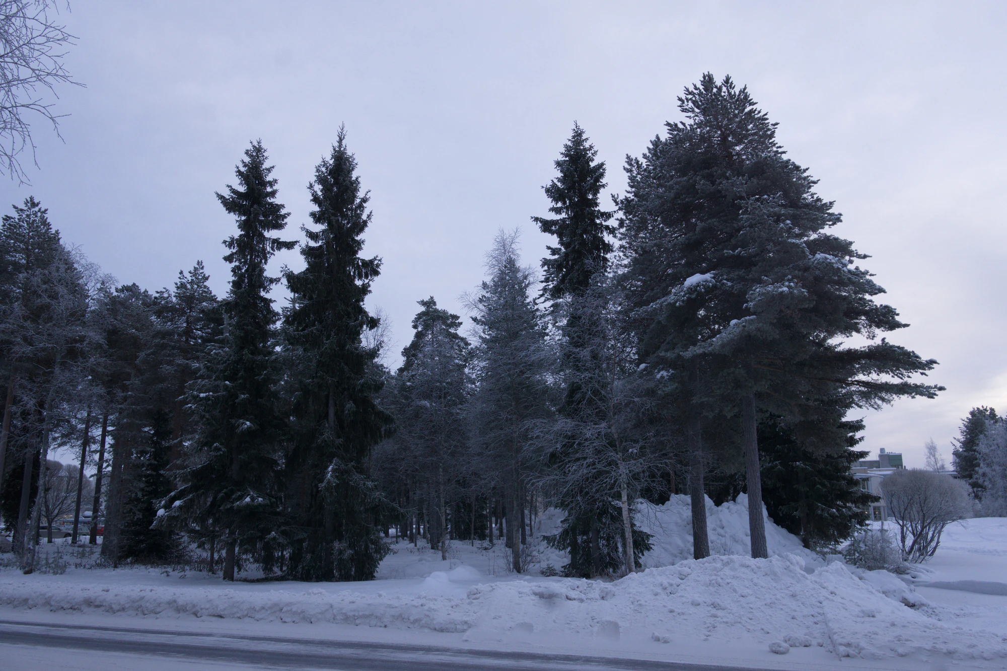 frosty trees 021 — Скачать