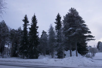 frosty trees 021 — Скачать