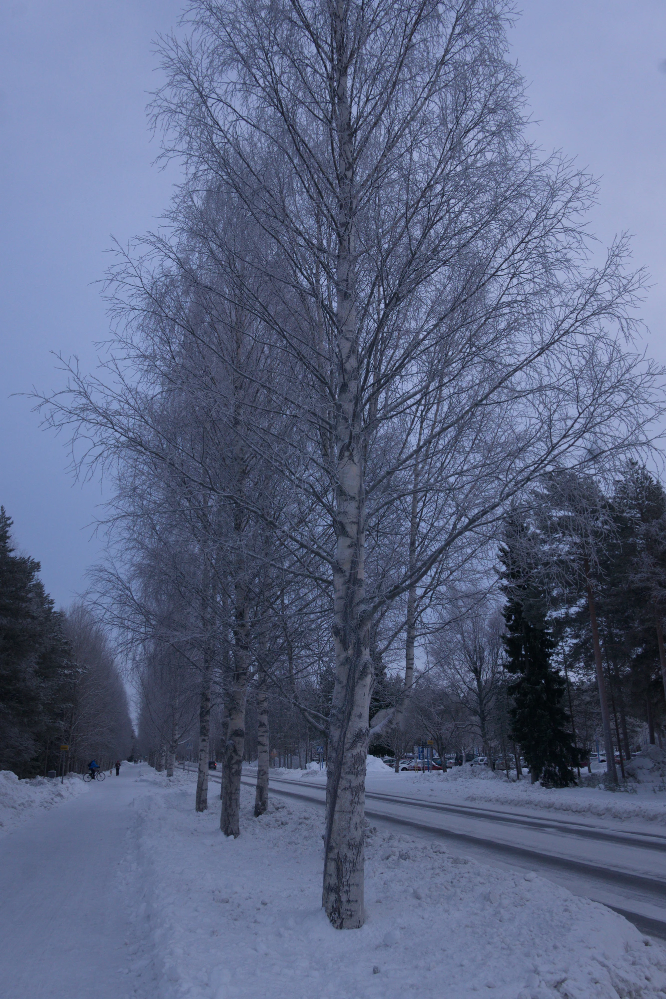 frosty trees 022 — Скачать