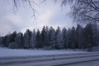 frosty trees 023 — Descargar