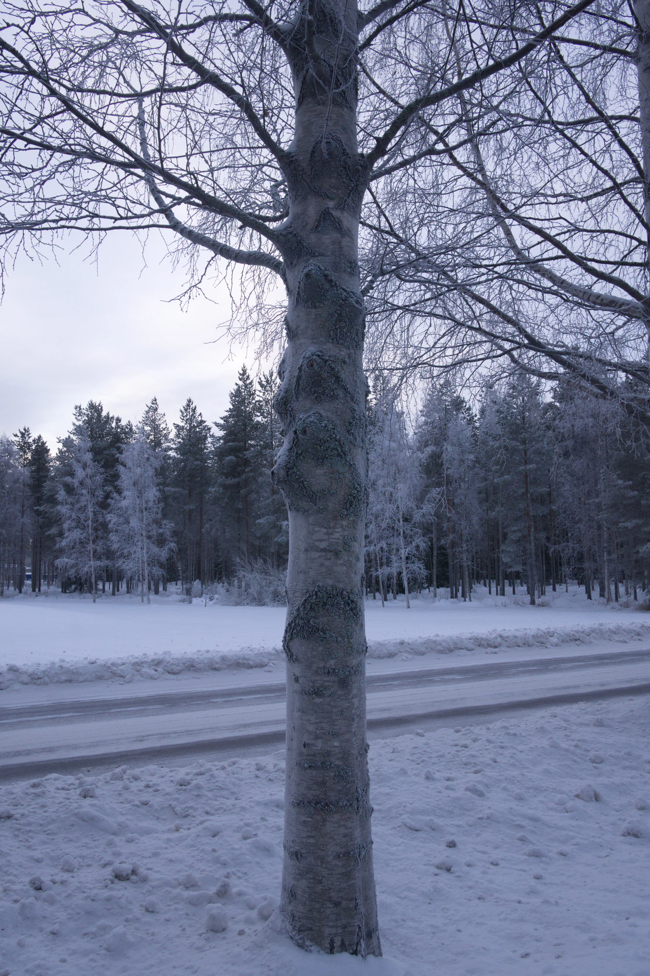 frosty trees 024 — Скачать